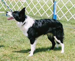 Jet